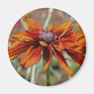 Schwarzer mit Augen Susan-Blumen-Fotografie-Magnet Magnet