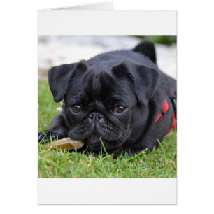 Schwarzer Mops