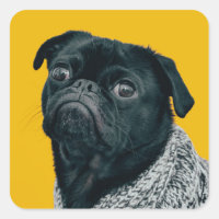 Schwarzer Mops auf gelbem Hintergrund, Hundefreund