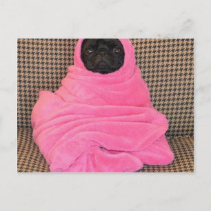Schwarzer Mops in einer rosa Decke Postkarte
