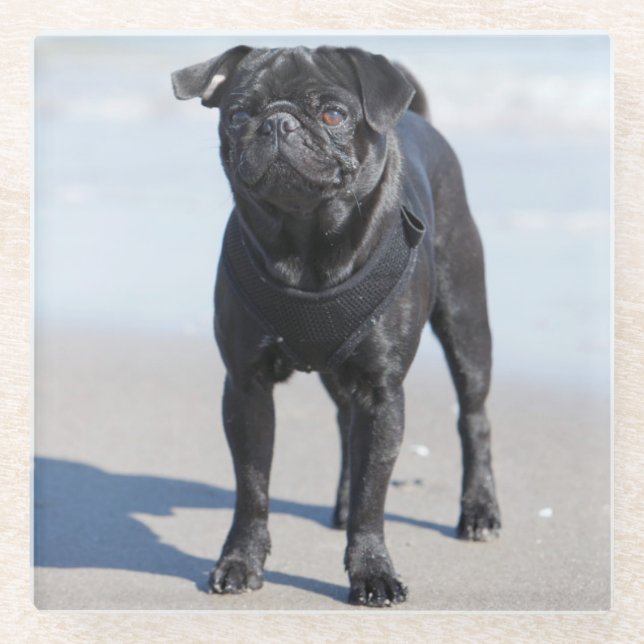 Schwarzer Mops stehend auf dem Strand Glasuntersetzer (Vorderseite)