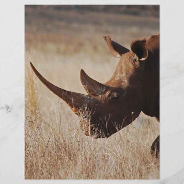 Schwarzer Nashorn mit großen Hörnern (Vorderseite)