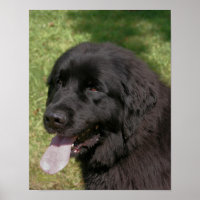 Schwarzer Neufundland-Hund