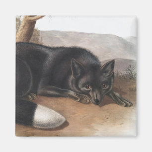 Schwarzer oder Silberfuchs (Vulpes fulvus) Magnet