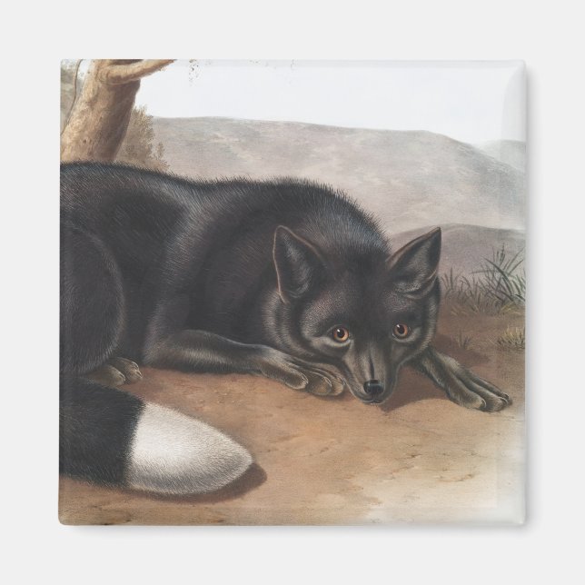 Schwarzer oder Silberfuchs (Vulpes fulvus) Magnet (Vorne)