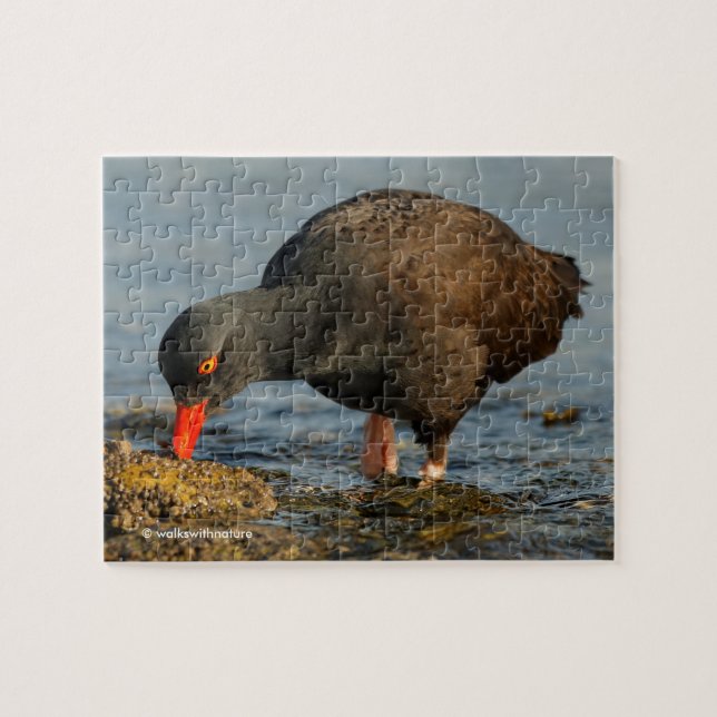 Schwarzer Oystercatcher am Arbeitsplatz Puzzle (Horizontal)