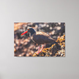 Schwarzer Oystercatcher Leinwanddruck