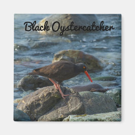 Schwarzer Oystercatcher Magnet