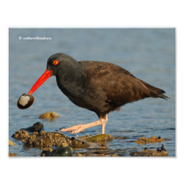 Schwarzer Oystercatcher mit Clam Fotodruck