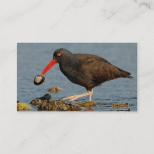 Schwarzer Oystercatcher mit Clam Visitenkarte