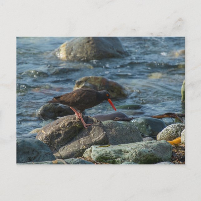 Schwarzer Oystercatcher Postkarte (Vorderseite)
