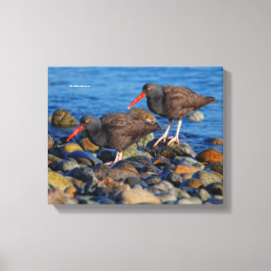 Schwarzer Oystercatcher-See, Schwarzer Austernfäng Leinwanddruck