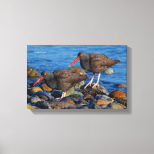Schwarzer Oystercatcher-See, Schwarzer Austernfäng Leinwanddruck
