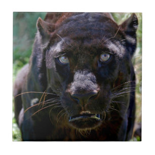 Schwarzer Panther Fliese