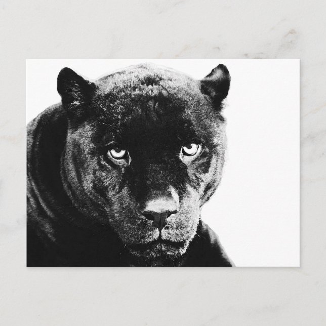 Schwarzer Panther Jaguar Postkarte (Vorderseite)