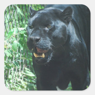 Schwarzer Panther-Katzen-Aufkleber Quadratischer Aufkleber