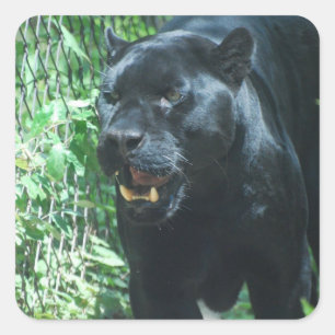 Schwarzer Panther-Katzen-Aufkleber Quadratischer Aufkleber