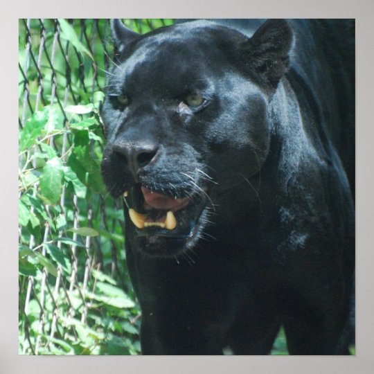 Schwarzer Panther Katzen Plakat Poster Zazzle At