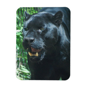 Schwarzer Panther-Katzen-Prämien-Magnet Magnet