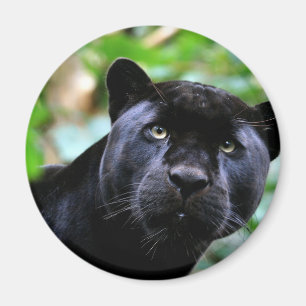 Schwarzer Panther-Makro Magnet