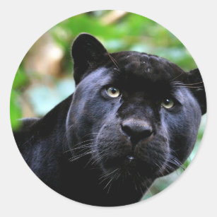 Schwarzer Panther-Makro Runder Aufkleber