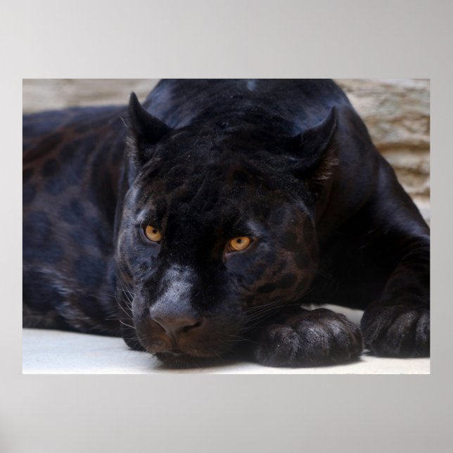 Schwarzer Panther Poster (Vorne)