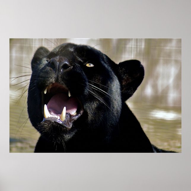 Schwarzer Panther Poster (Vorne)