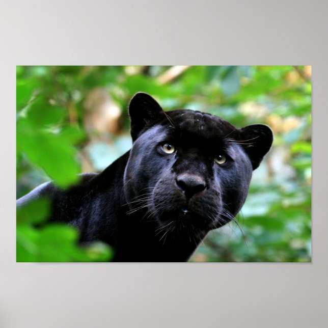 Schwarzer Panther Poster (Vorne)
