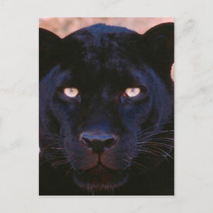 Schwarzer Panther Postkarte