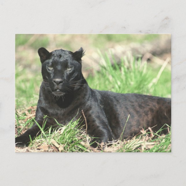 Schwarzer Panther Postkarte (Vorderseite)
