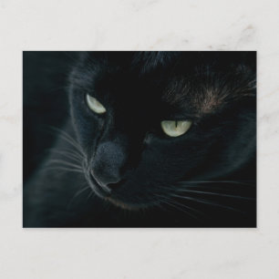 Schwarzer Panther - Postkarte