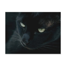 Schwarzer Panther - Postkarte