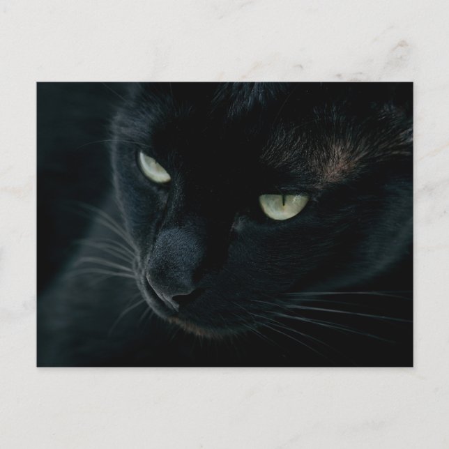 Schwarzer Panther - Postkarte (Vorderseite)