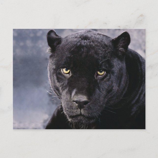 Schwarzer Panther Postkarte (Vorderseite)