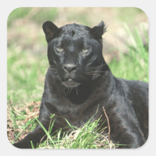 Schwarzer Panther Quadratischer Aufkleber