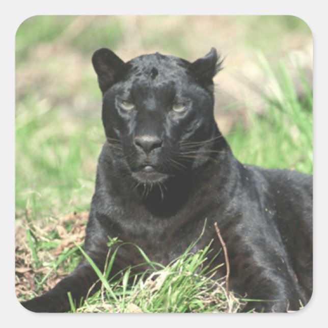 Schwarzer Panther Quadratischer Aufkleber (Vorderseite)