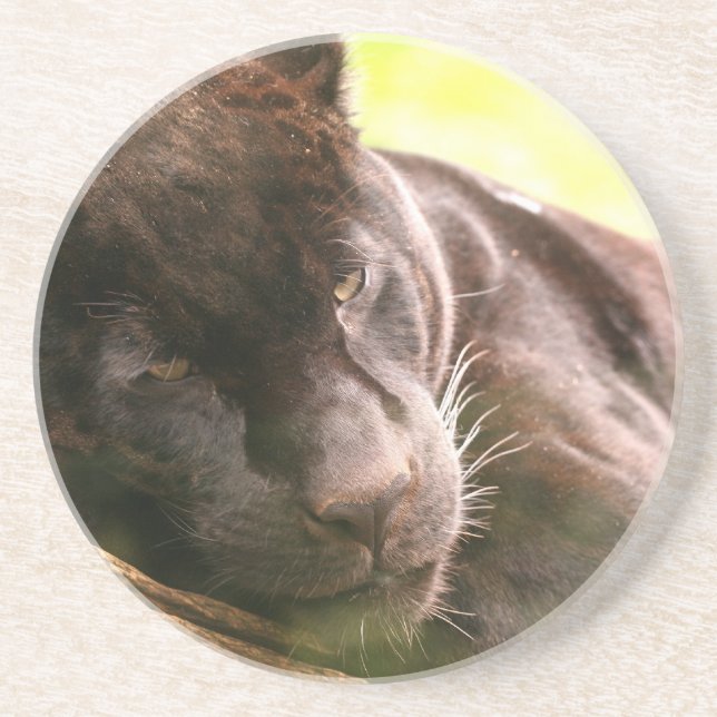 Schwarzer Panther-schlafender Untersetzer (Vorne)