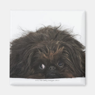 Schwarzer Pekingese Hund, der sich hinlegt Magnet