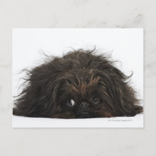 Schwarzer Pekingischer Hund liegt Postkarte