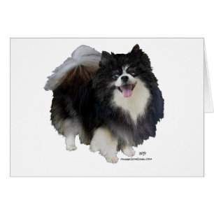 Schwarzer Pomeranian