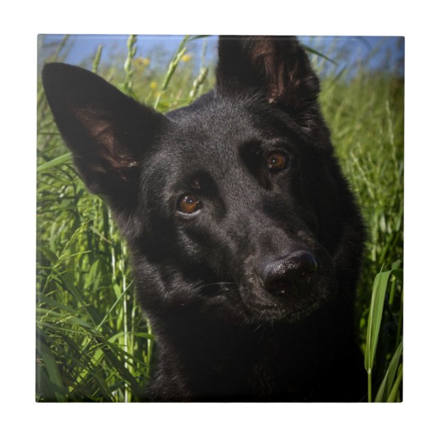 schwarzer Schäferhund Fliese (Vorderseite)