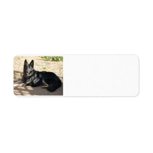 schwarzer Schäferhund laying.png