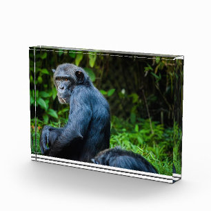 Schwarzer Schimpanse in freier Wildbahn Fotoblock