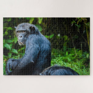 Schwarzer Schimpanse in freier Wildbahn Puzzle
