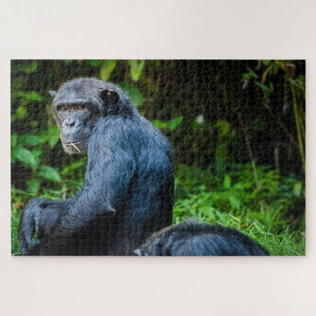 Schwarzer Schimpanse in freier Wildbahn Puzzle (Horizontal)