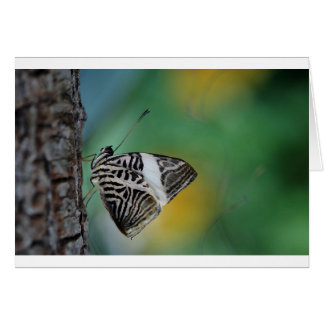 Schwarzer Schmetterling