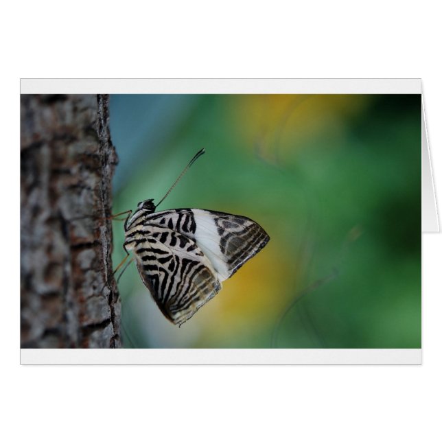 Schwarzer Schmetterling (Vorderseite (Horizontal))