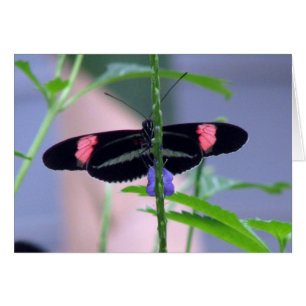 Schwarzer Schmetterling auf blauer Blume