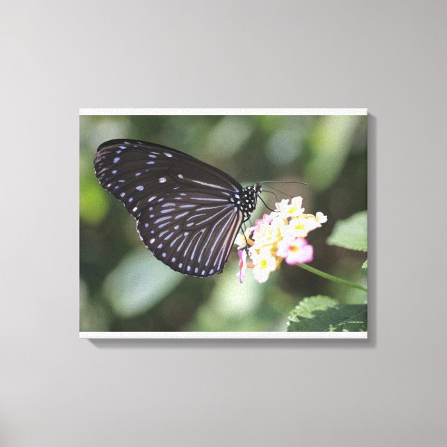 Schwarzer Schmetterling auf der Blume Leinwanddruck (Vorderseite)
