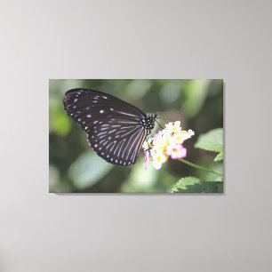 Schwarzer Schmetterling auf der Blume Leinwanddruck